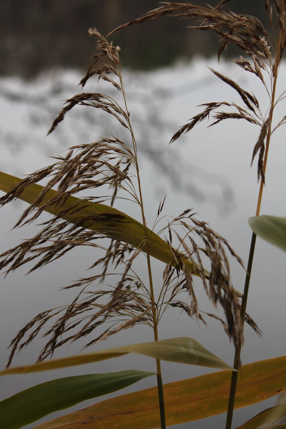 Изображение особи Phragmites australis.