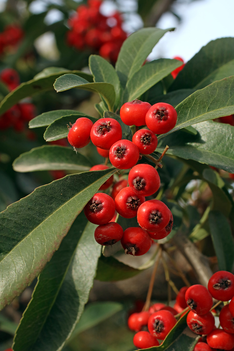 Image of Pyracantha koidzumii specimen.