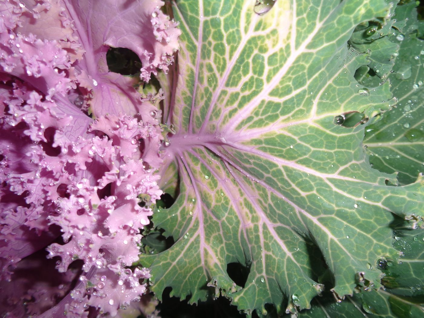 Image of Brassica oleracea var. viridis specimen.