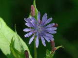 Lactuca sibirica. Соцветие. Иркутская обл., Слюдянский р-н, долина р. Слюдянка, смешанный лес. 24.07.2018.