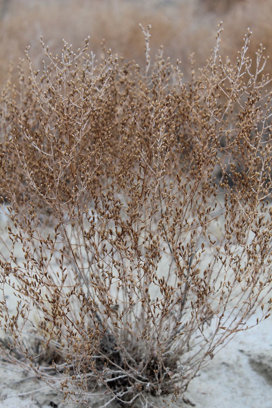 Image of genus Artemisia specimen.