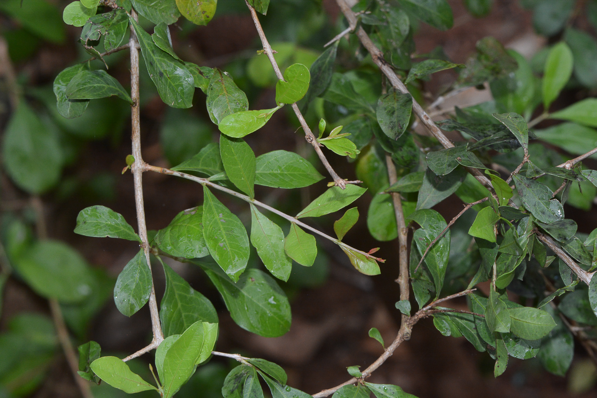 Image of Lawsonia inermis specimen.