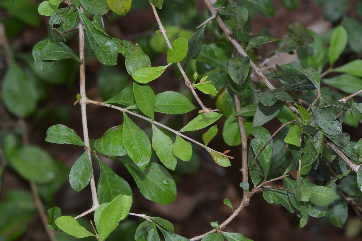 Изображение особи Lawsonia inermis.