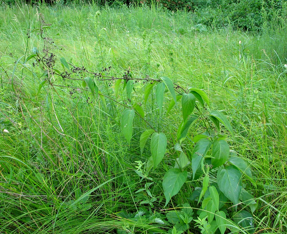 Image of Vincetoxicum scandens specimen.