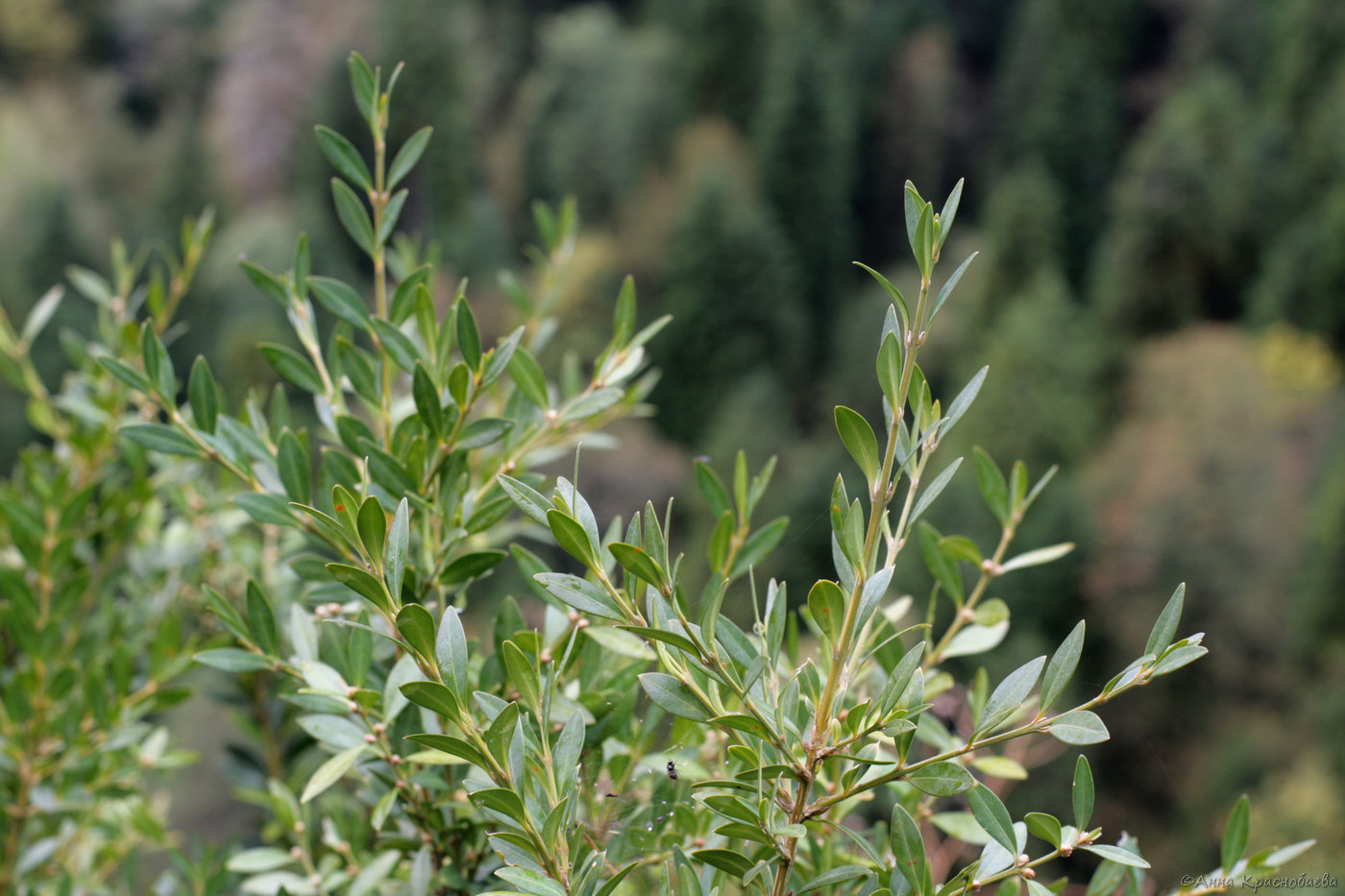 Image of Buxus colchica specimen.