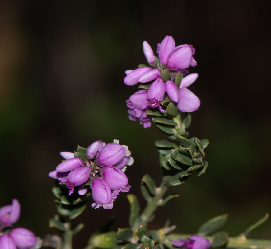 Image of Muraltia spinosa specimen.