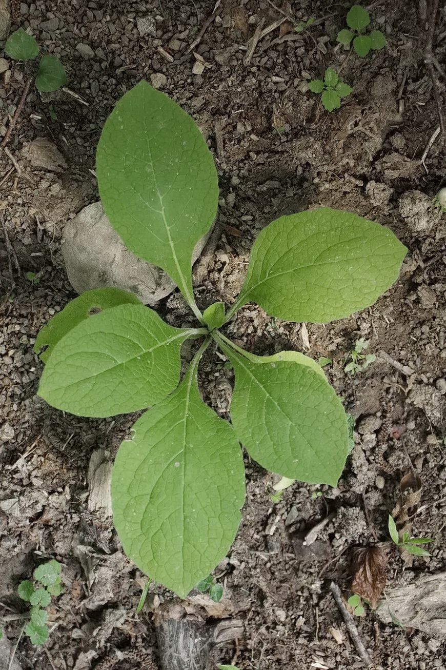 Изображение особи семейство Boraginaceae.