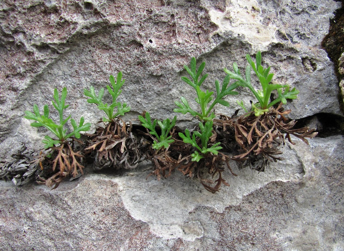 Image of Chrysanthemum zawadskii specimen.