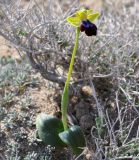 Ophrys подвид iricolor