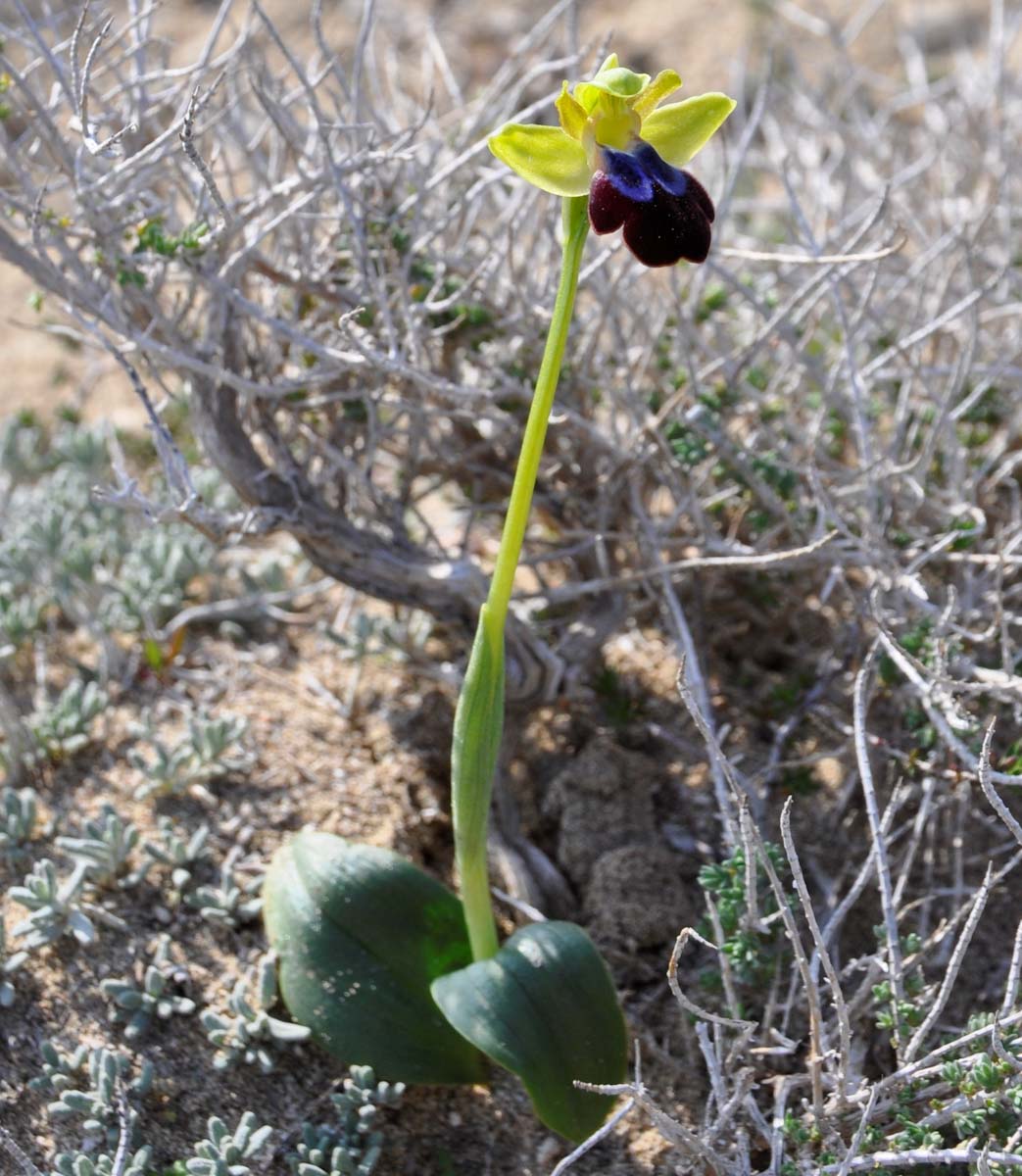 Изображение особи Ophrys fusca ssp. iricolor.
