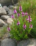 Lythrum salicaria