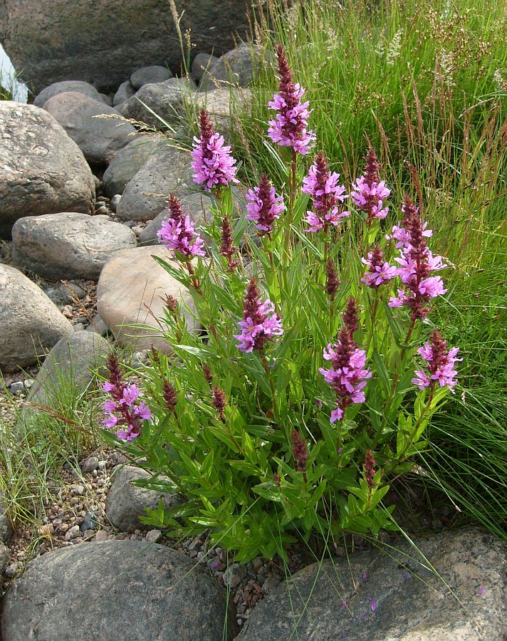 Изображение особи Lythrum salicaria.