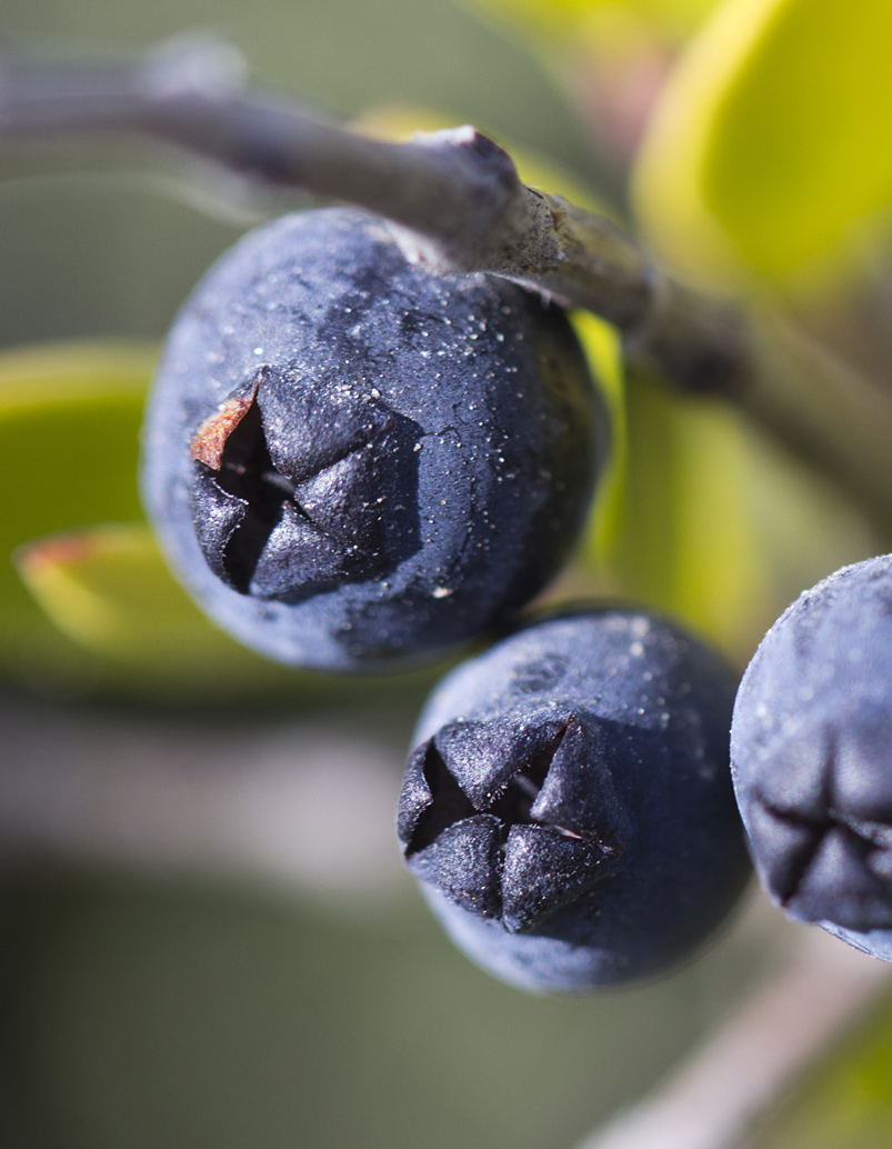 Image of Myrtus communis specimen.