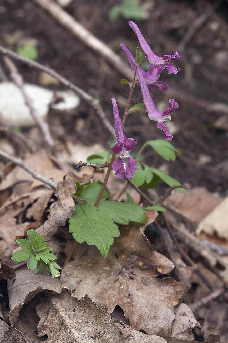 Image of Corydalis caucasica specimen.