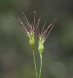 Aegilops geniculata