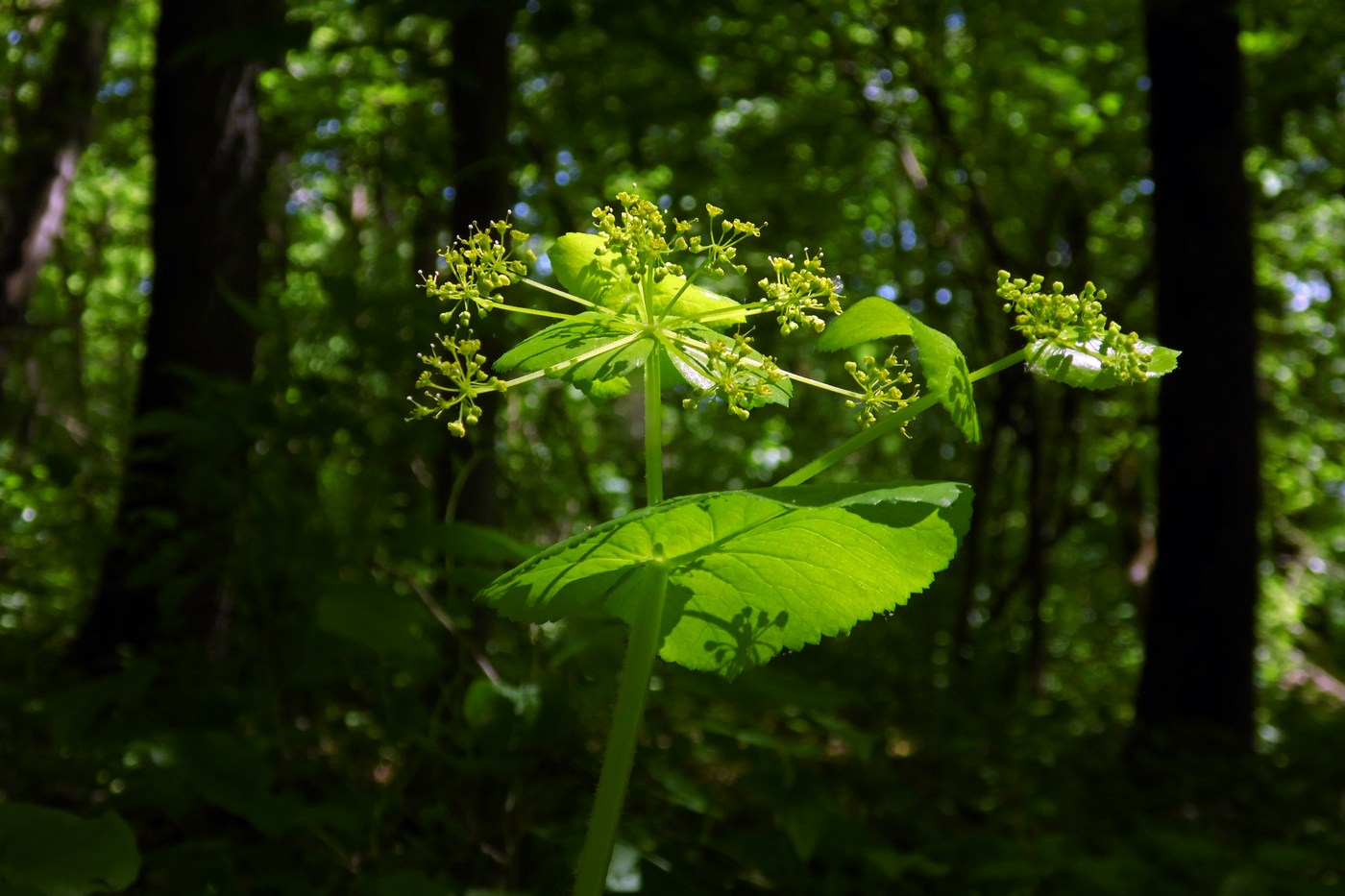 Изображение особи Smyrnium perfoliatum.