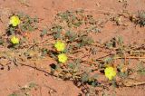 Tribulus pterophorus. Цветущие и плодоносящие растения. Намибия, окр. г. Китмансхуп, песчаная обочина дороги. 03.05.2019.