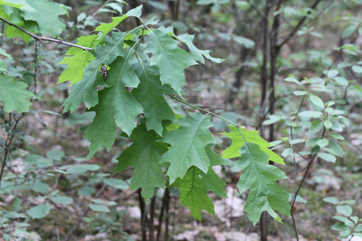 Изображение особи Quercus rubra.