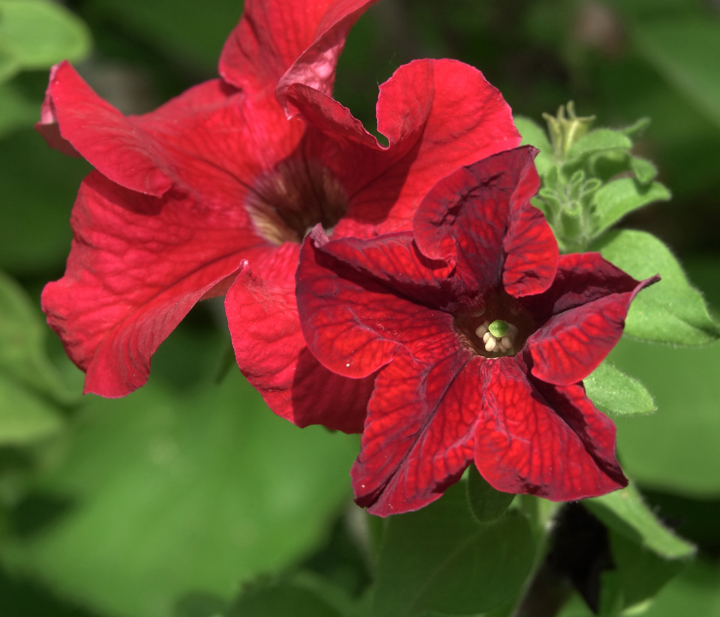 Изображение особи Petunia &times; hybrida.