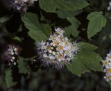 Physocarpus opulifolius