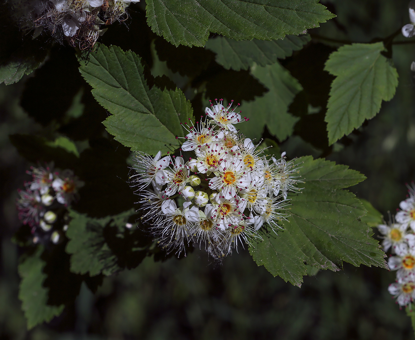 Image of Physocarpus opulifolius specimen.