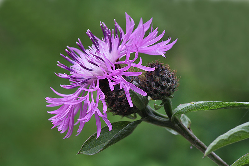 Изображение особи Centaurea phrygia.