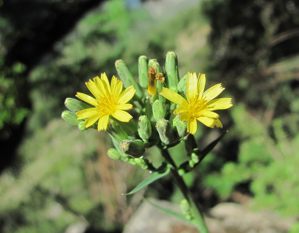 Изображение особи Lactuca chaixii.