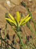 Youngia подвид altaica