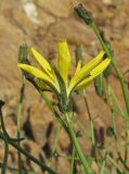 Youngia tenuifolia ssp. altaica