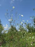 Scabiosa ochroleuca. Цветущие растения. Карачаево-Черкесия, Урупский р-н, окр. с. Курджиново, остепнённый выход скалы. 3 августа 2019 г.