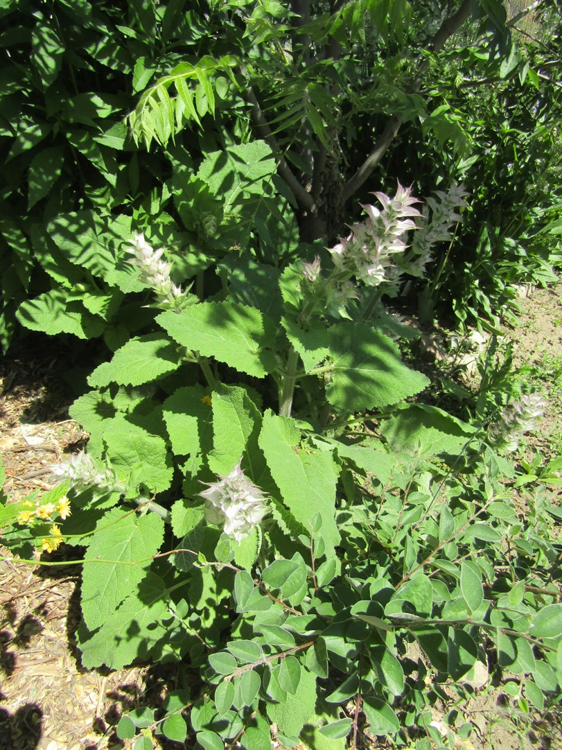 Image of Salvia sclarea specimen.