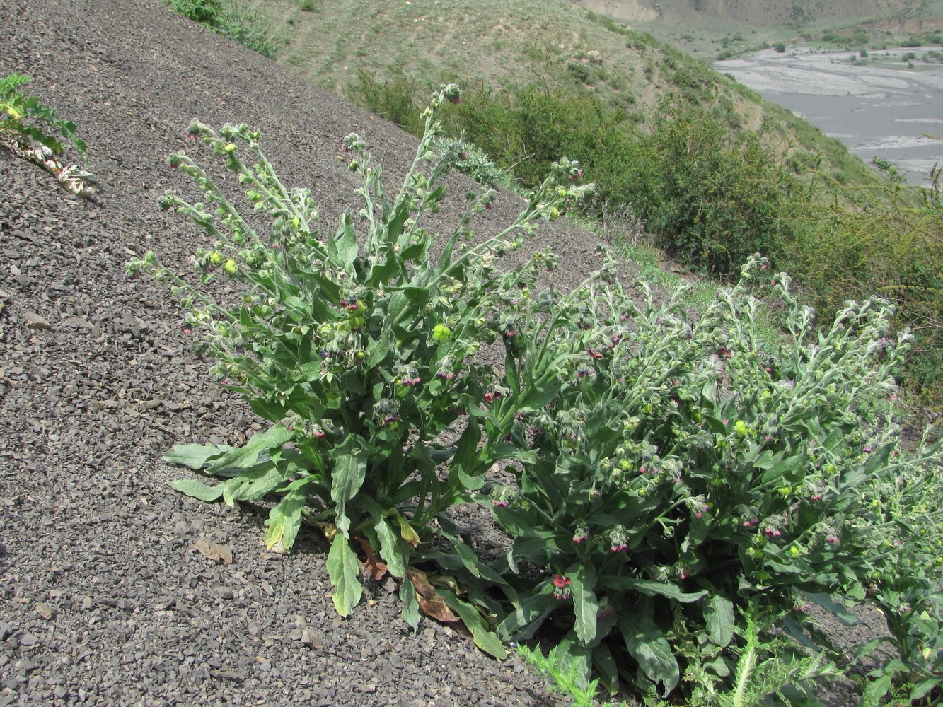 Изображение особи Cynoglossum officinale.