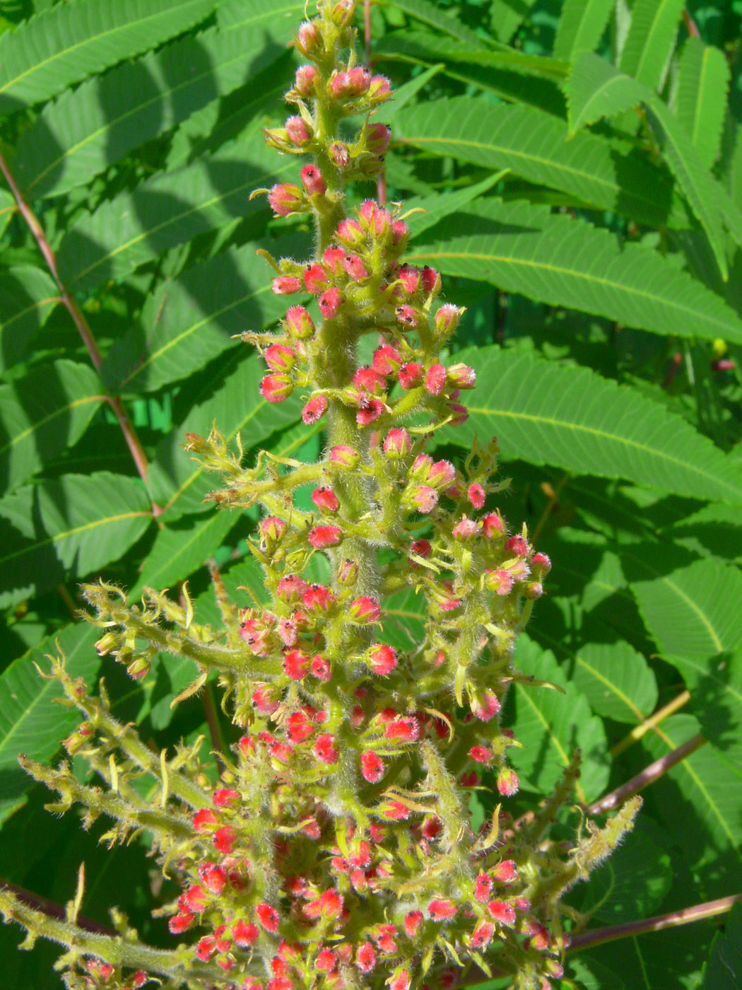 Image of Rhus glabra specimen.