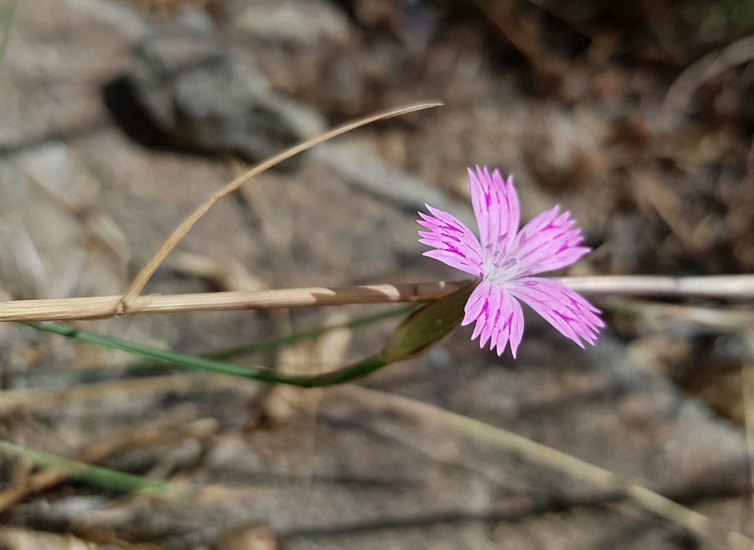 Изображение особи Dianthus tripunctatus.