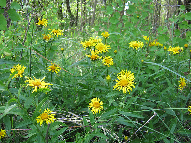 Image of Inula salicina specimen.