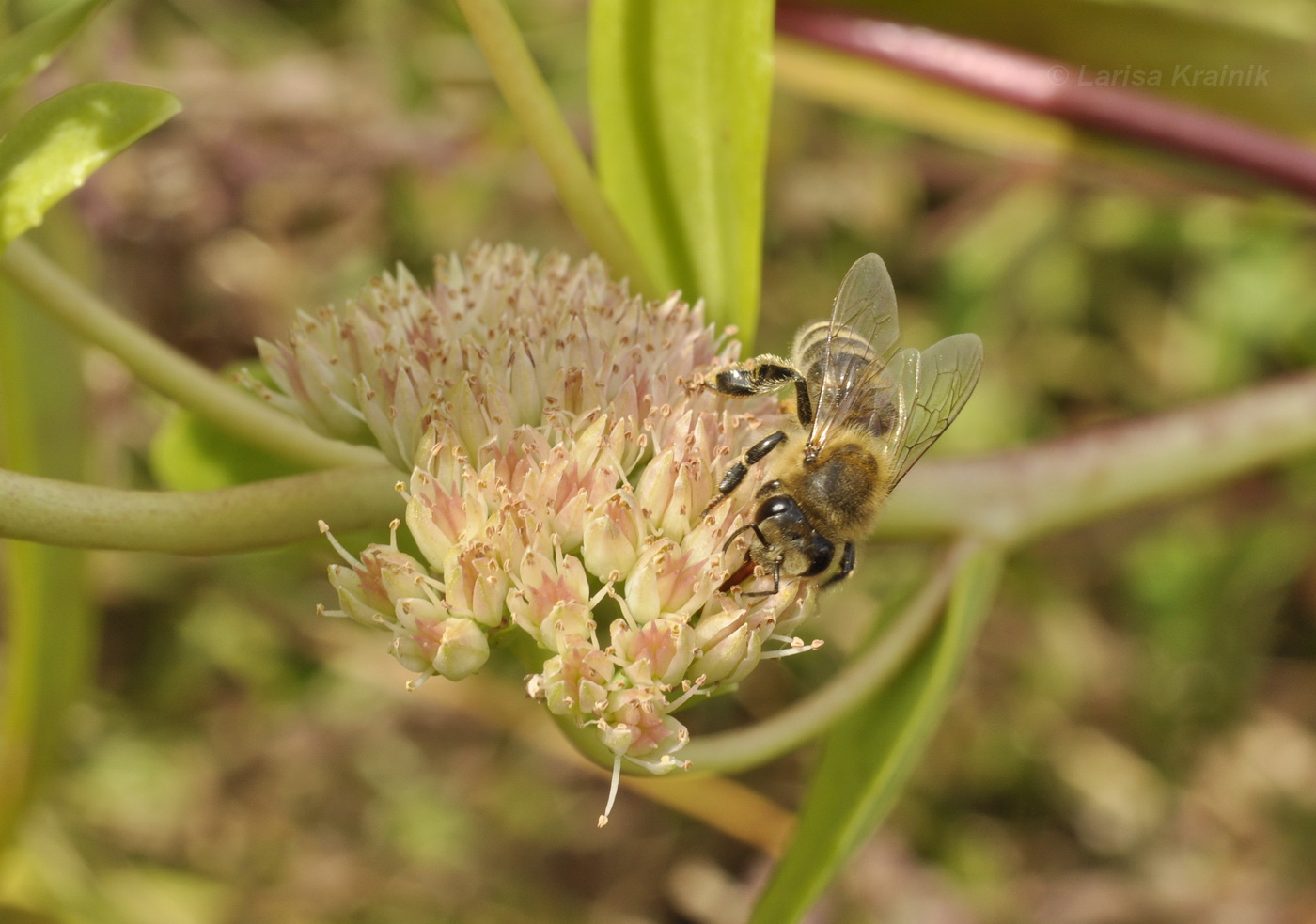 Изображение особи Hylotelephium pallescens.