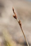 Carex bigelowii