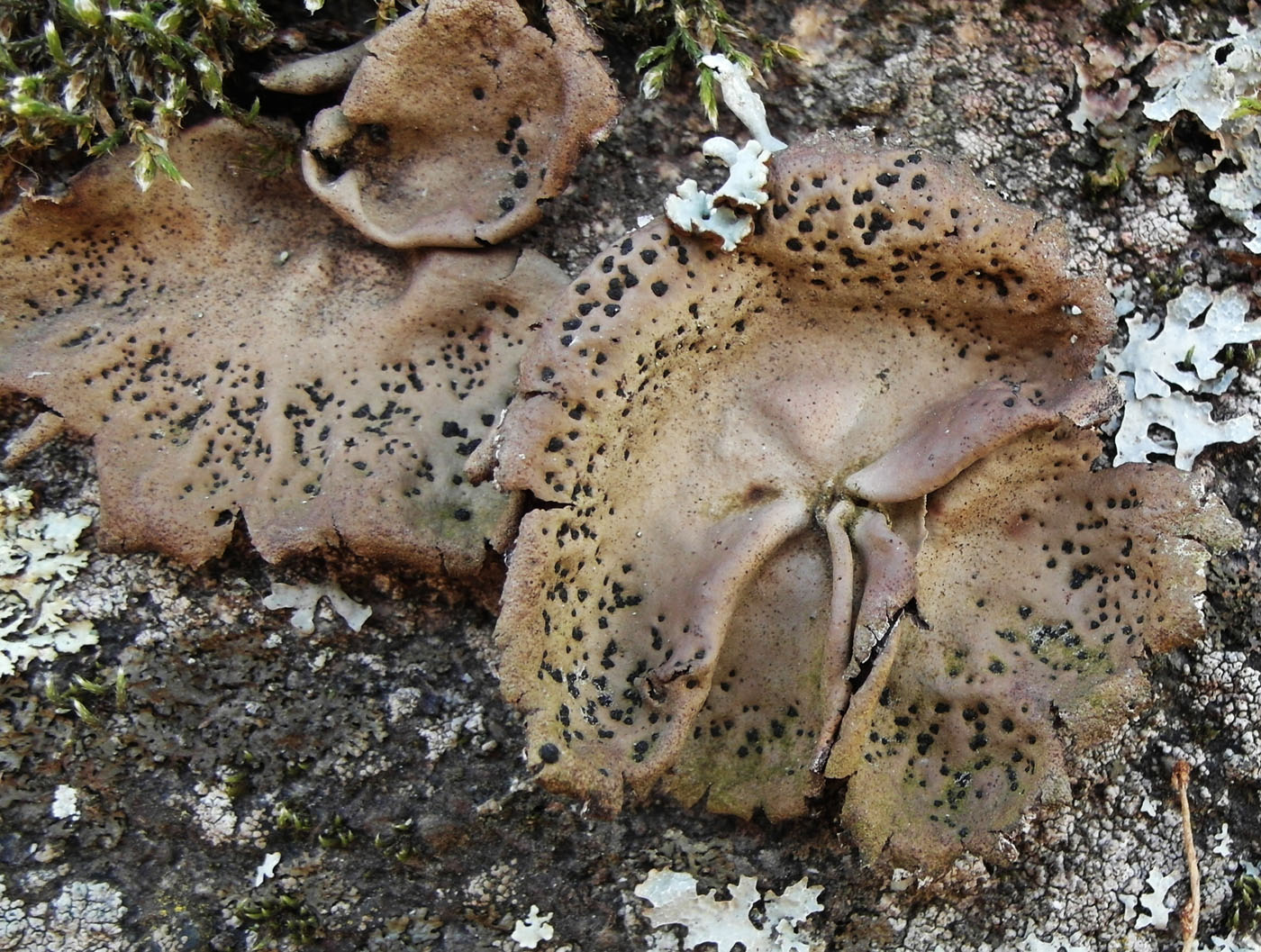 Image of Umbilicaria muehlenbergii specimen.