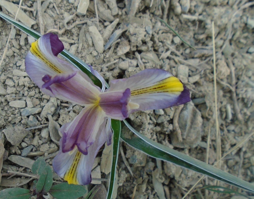 Image of Juno pseudocaucasica specimen.