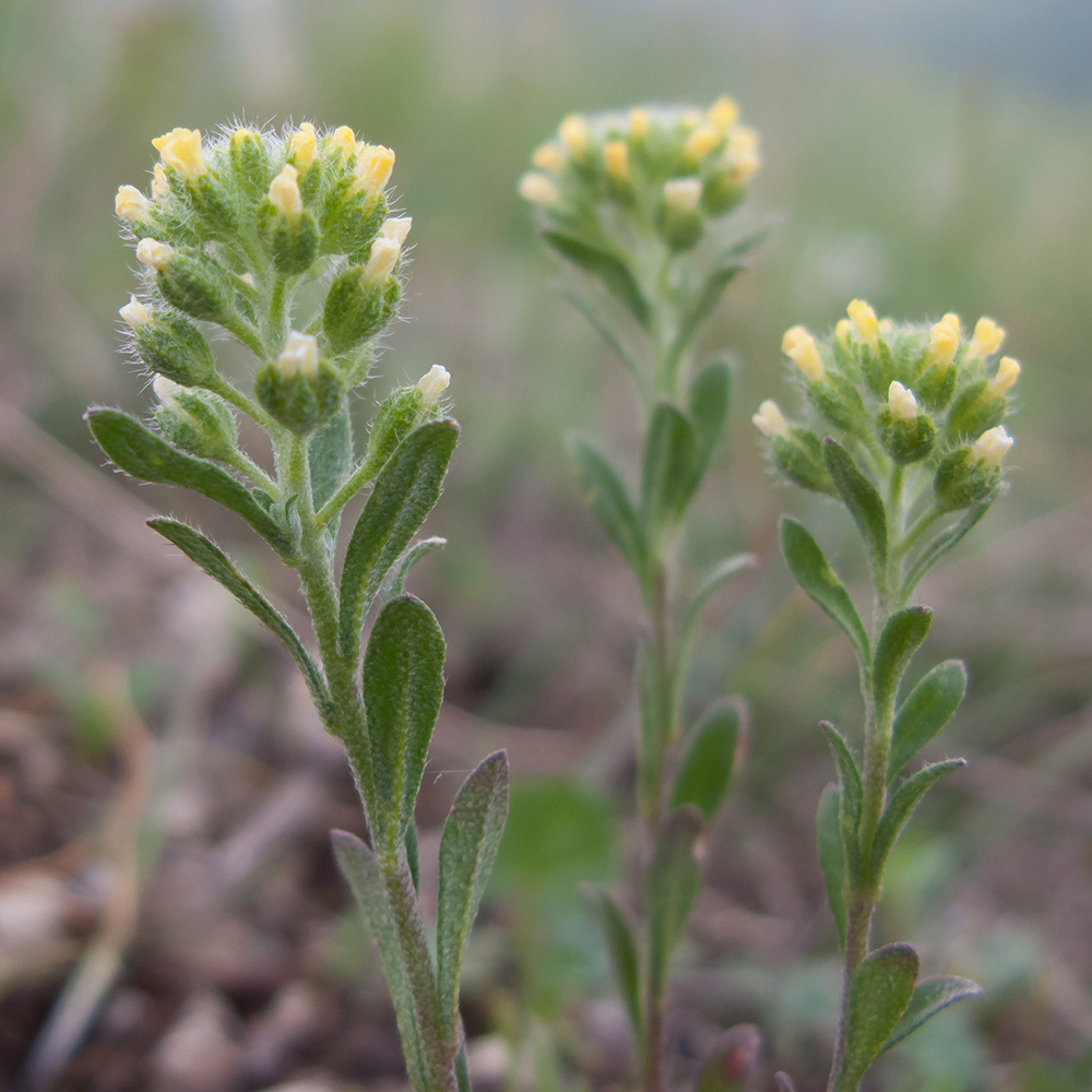 Изображение особи Alyssum alyssoides.