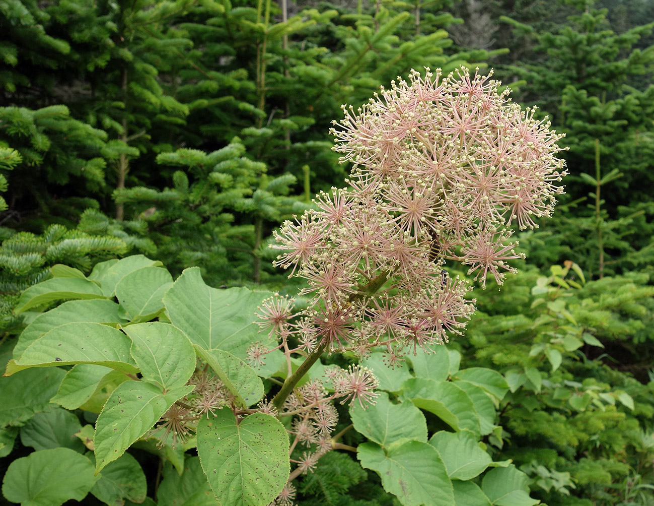 Image of Aralia cordata specimen.