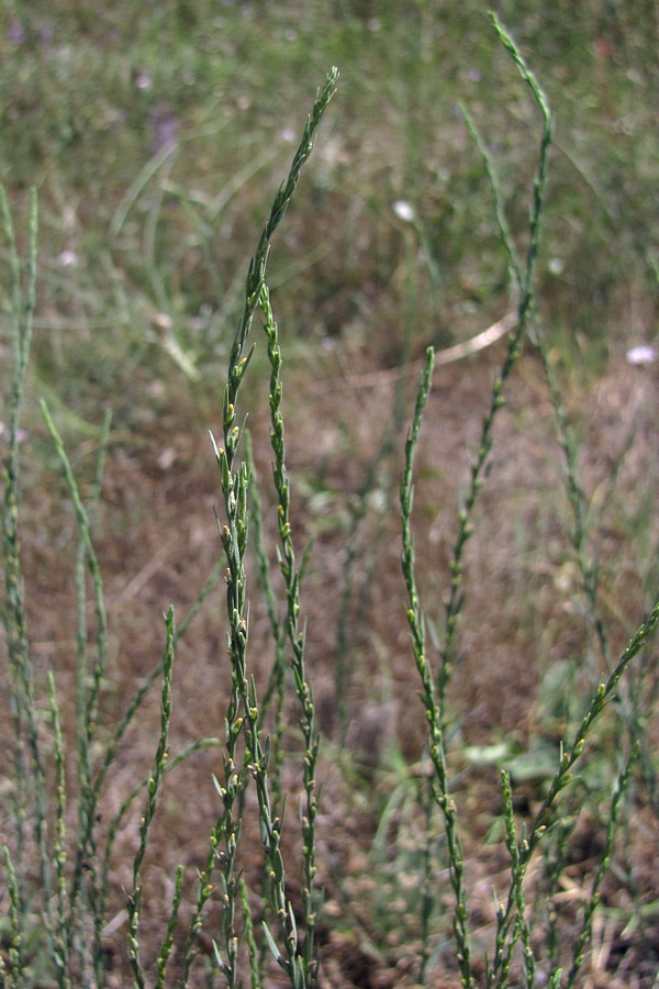 Image of Thymelaea passerina specimen.