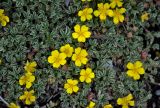 Potentilla acaulis