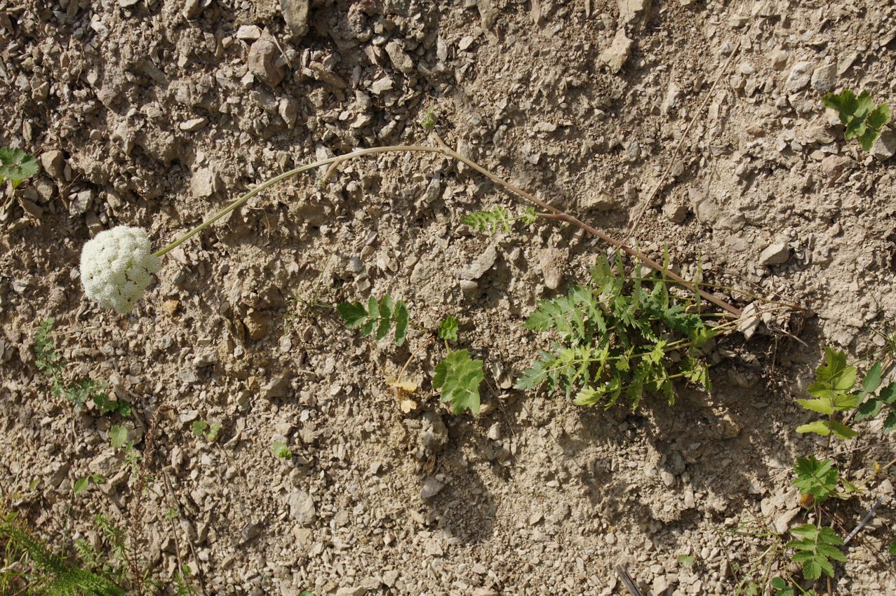 Image of Seseli libanotis specimen.