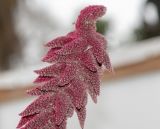 Amaranthus caudatus. Верхушка соцветия. Перу, г. Лима, ботанический сад лекарственных растений Министерства здравоохранения. 09.10.2019.