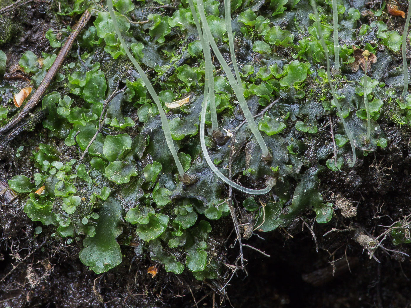 Image of genus Pellia specimen.