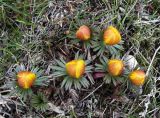 Eranthis longistipitata