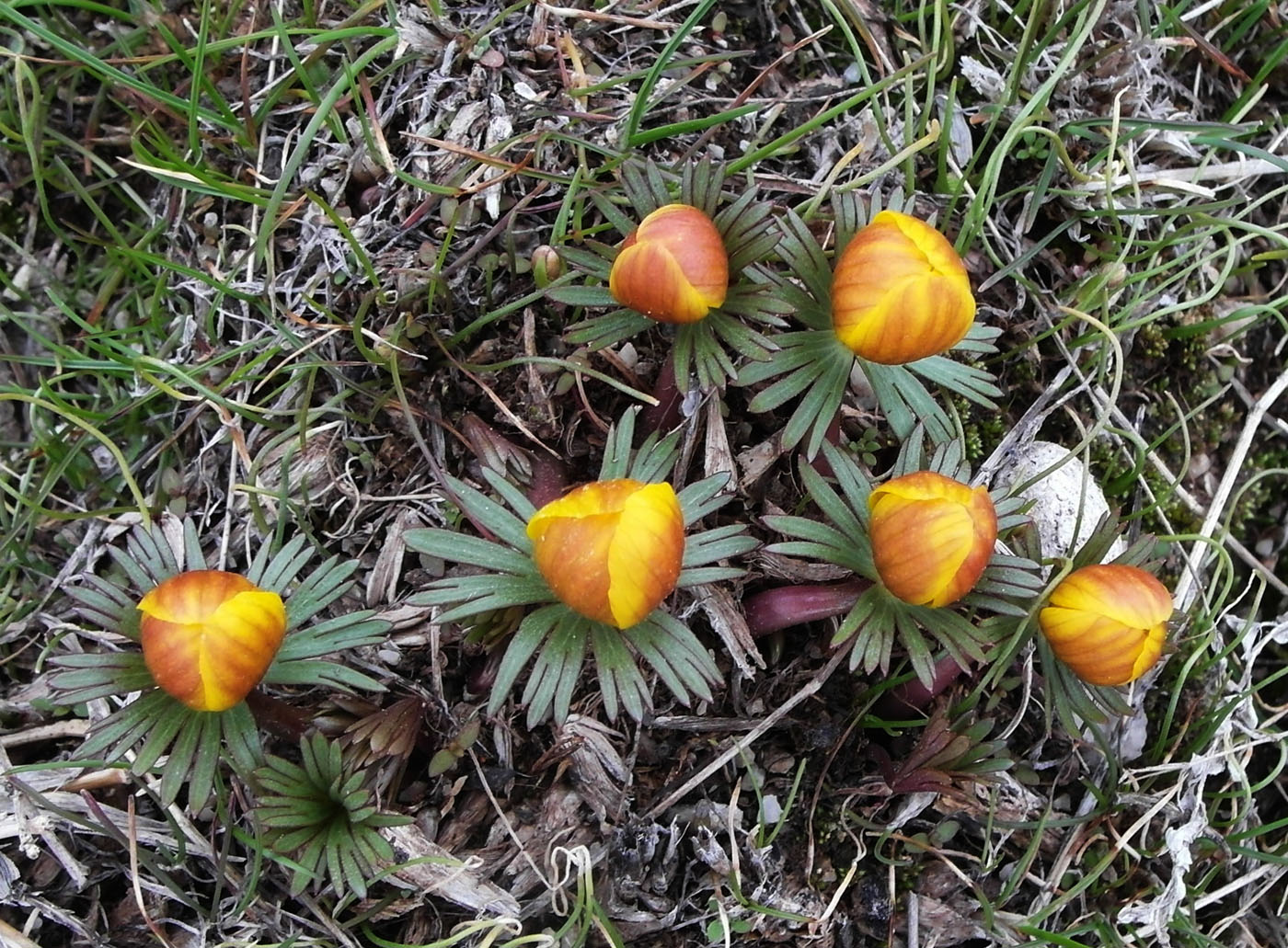 Image of Eranthis longistipitata specimen.