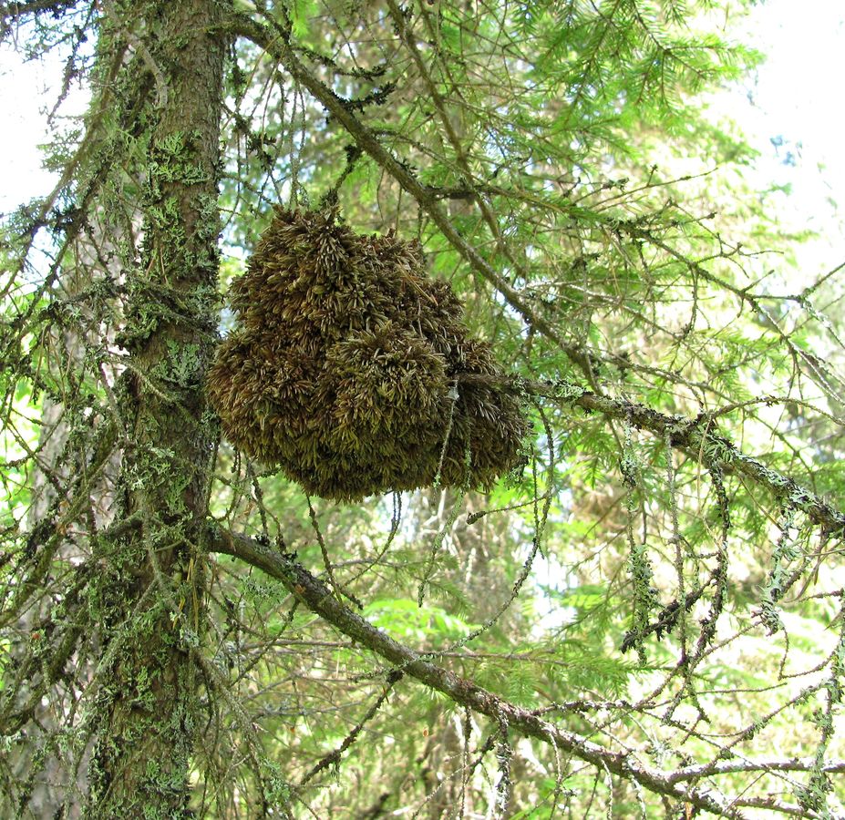 Изображение особи Picea obovata.