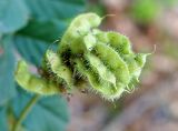 Glycyrrhiza soongorica. Соплодие. Кыргызстан, Иссык-Кульская обл., восточная окр. с. Бостери, территория Киргизского Взморья. 21.07.2015.